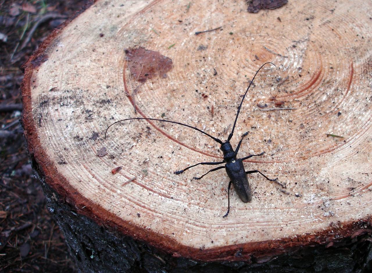 Как защитить древесину от насекомых